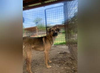 ♥KASPER♥ verschmuster, sehr menschenbezogener Rüde; er möchte so gerne die Welt kennenlernen 62 cm