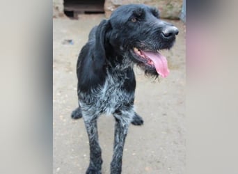 Notfell ⭐️HARRY⭐️, Deutsch-Drahthaar-Mix, Rüde, 9 Jahre, 63 cm, Mischling, Tierschutz Rumänien