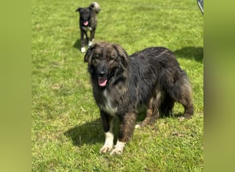 THEO, toller Kumpeltyp, 2 Jahre, 66 cm, Pflegestelle Kircheib, Tierschutz Rumänien