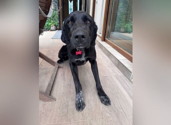 ♥OBELIX♥ neu auf Pflegestelle bei Köln - verschmuster, wahnsinnig toller Traumhund 62 cm