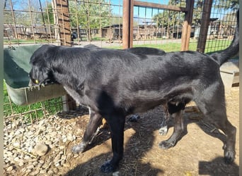 ♥OBELIX♥ ganz menschenbezogener und zutraulicher Pointer-Mix-Junghund 61 cm