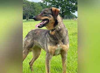 AMY, liebe Frohnatur, 2 Jahre, 59 cm, Mischling, Pflegestelle 57635, Tierschutz Rumänien