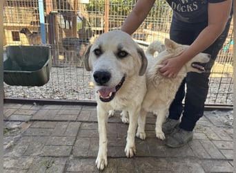 ♥BRADLEY♥ wunderschöner,so lieber,stattlicher HerdenschutzRüde mit einem wundervollen Charakter 71cm