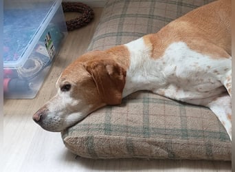 ♥BEAU♥ verliert sein Zuhause in Gelsenk-verschmuster, fitter,gut erzogener Labrador-PointerRüde 63cm