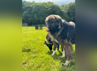 THEO, toller Kumpeltyp, 2 Jahre, 66 cm, Pflegestelle Kircheib, Tierschutz Rumänien
