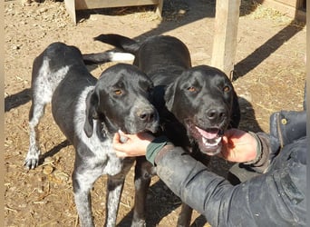 ♥OBELIX♥ ganz menschenbezogener und zutraulicher Pointer-Mix-Junghund 61 cm