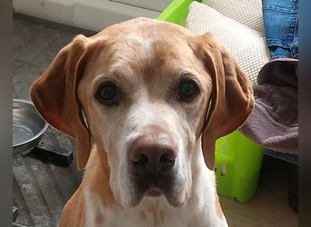♥BEAU♥ verliert sein Zuhause in Gelsenk-verschmuster, fitter,gut erzogener Labrador-PointerRüde 63cm