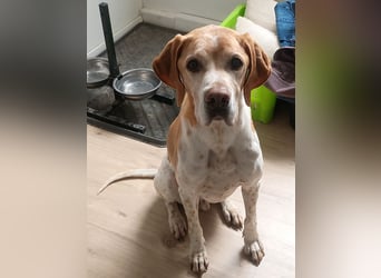 ♥BEAU♥ verliert sein Zuhause in Gelsenk-verschmuster, fitter,gut erzogener Labrador-PointerRüde 63cm