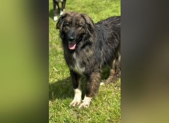 THEO, toller Kumpeltyp, 2 Jahre, 66 cm, Pflegestelle Kircheib, Tierschutz Rumänien