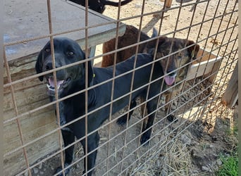 ♥OBELIX♥ ganz menschenbezogener und zutraulicher Pointer-Mix-Junghund 61 cm