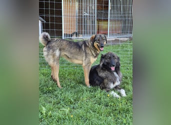 AMY, liebe Frohnatur, 2 Jahre, 59 cm, Mischling, Pflegestelle 57635, Tierschutz Rumänien