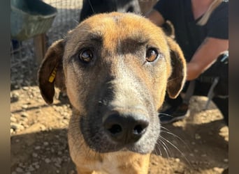 ♥KASPER♥ verschmuster, sehr menschenbezogener Rüde; er möchte so gerne die Welt kennenlernen 62 cm