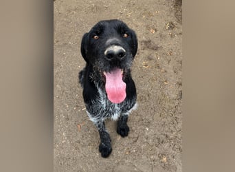 Notfell ⭐️HARRY⭐️, Deutsch-Drahthaar-Mix, Rüde, 9 Jahre, 63 cm, Mischling, Tierschutz Rumänien