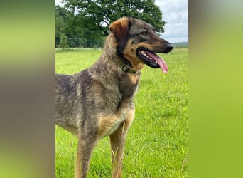 AMY, liebe Frohnatur, 2 Jahre, 59 cm, Mischling, Pflegestelle 57635, Tierschutz Rumänien