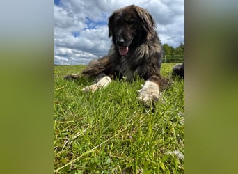 THEO, toller Kumpeltyp, 2 Jahre, 66 cm, Pflegestelle Kircheib, Tierschutz Rumänien