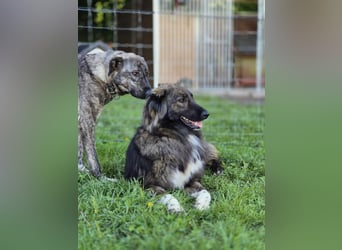 AMY, liebe Frohnatur, 2 Jahre, 59 cm, Mischling, Pflegestelle 57635, Tierschutz Rumänien