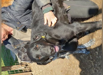 ♥OBELIX♥ ganz menschenbezogener und zutraulicher Pointer-Mix-Junghund 61 cm