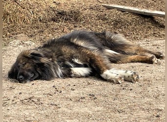 THEO, toller Kumpeltyp, 2 Jahre, 66 cm, Pflegestelle Kircheib, Tierschutz Rumänien