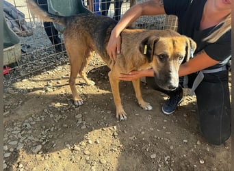 ♥KASPER♥ verschmuster, sehr menschenbezogener Rüde; er möchte so gerne die Welt kennenlernen 62 cm