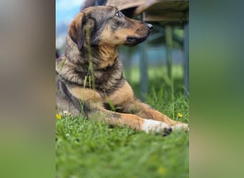 AMY, liebe Frohnatur, 2 Jahre, 59 cm, Mischling, Pflegestelle 57635, Tierschutz Rumänien