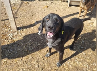 ♥OBELIX♥ ganz menschenbezogener und zutraulicher Pointer-Mix-Junghund 61 cm