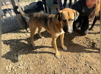 ♥KASPER♥ verschmuster, sehr menschenbezogener Rüde; er möchte so gerne die Welt kennenlernen 62 cm