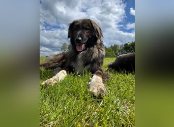 THEO, toller Kumpeltyp, 2 Jahre, 66 cm, Pflegestelle Kircheib, Tierschutz Rumänien