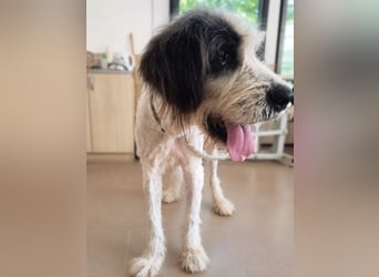 NOTFALL ♥POLDI♥ armer, viel zu dünner, verschmuster blinder Rüde mit einem tollen Charakter 65cm