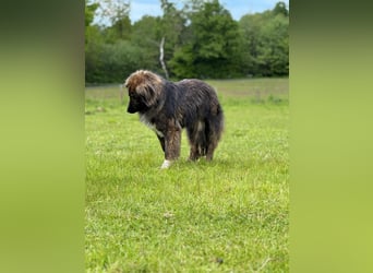 THEO, toller Kumpeltyp, 2 Jahre, 66 cm, Pflegestelle Kircheib, Tierschutz Rumänien
