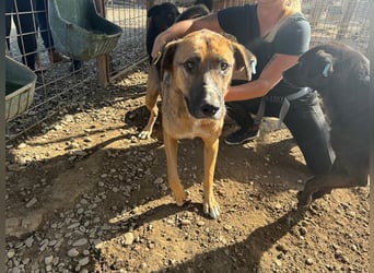 ♥KASPER♥ verschmuster, sehr menschenbezogener Rüde; er möchte so gerne die Welt kennenlernen 62 cm