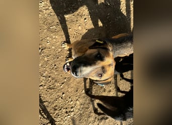 ♥KASPER♥ verschmuster, sehr menschenbezogener Rüde; er möchte so gerne die Welt kennenlernen 62 cm