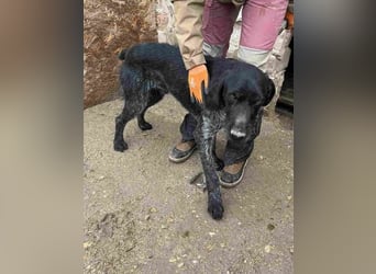 Notfell ⭐️HARRY⭐️, Deutsch-Drahthaar-Mix, Rüde, 9 Jahre, 63 cm, Mischling, Tierschutz Rumänien