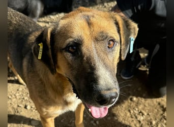 ♥KASPER♥ verschmuster, sehr menschenbezogener Rüde; er möchte so gerne die Welt kennenlernen 62 cm