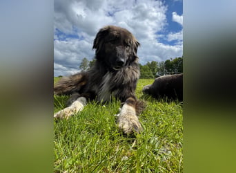 THEO, toller Kumpeltyp, 2 Jahre, 66 cm, Pflegestelle Kircheib, Tierschutz Rumänien