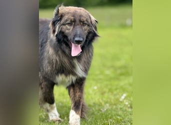 THEO, toller Kumpeltyp, 2 Jahre, 66 cm, Pflegestelle Kircheib, Tierschutz Rumänien