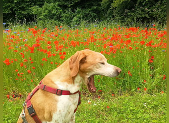 ♥BEAU♥ verliert sein Zuhause in Gelsenk-verschmuster, fitter,gut erzogener Labrador-PointerRüde 63cm
