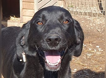 ♥OBELIX♥ ganz menschenbezogener und zutraulicher Pointer-Mix-Junghund 61 cm