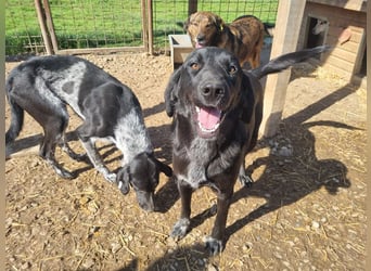 ♥OBELIX♥ ganz menschenbezogener und zutraulicher Pointer-Mix-Junghund 61 cm