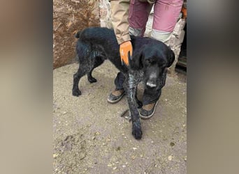 ⭐HARRY⭐, Deutsch-Drahthaar-Mix, Rüde, 9 Jahre, 63 cm, Mischling, Tierschutz Rumänien