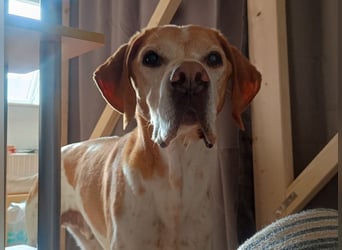 ♥BEAU♥ verliert sein Zuhause in Gelsenk-verschmuster, fitter,gut erzogener Labrador-PointerRüde 63cm