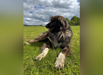 THEO, toller Kumpeltyp, 2 Jahre, 66 cm, Pflegestelle Kircheib, Tierschutz Rumänien