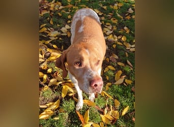♥BEAU♥ verliert sein Zuhause in Gelsenk-verschmuster, fitter,gut erzogener Labrador-PointerRüde 63cm