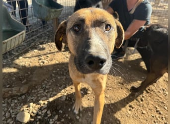 ♥KASPER♥ verschmuster, sehr menschenbezogener Rüde; er möchte so gerne die Welt kennenlernen 62 cm