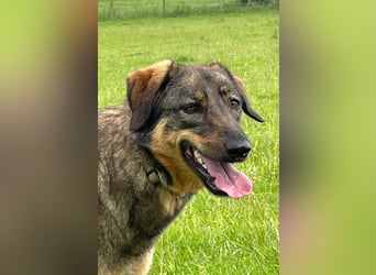 AMY, liebe Frohnatur, 2 Jahre, 59 cm, Mischling, Pflegestelle 57635, Tierschutz Rumänien