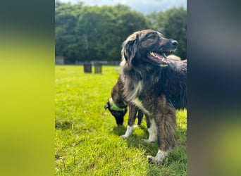 THEO, toller Kumpeltyp, 2 Jahre, 66 cm, Pflegestelle Kircheib, Tierschutz Rumänien
