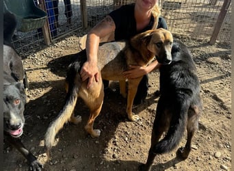 ♥KASPER♥ verschmuster, sehr menschenbezogener Rüde; er möchte so gerne die Welt kennenlernen 62 cm