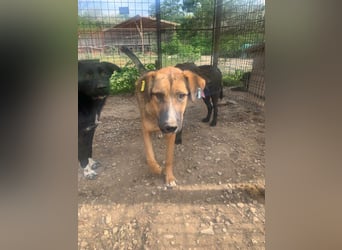 ♥KASPER♥ verschmuster, sehr menschenbezogener Rüde; er möchte so gerne die Welt kennenlernen 62 cm