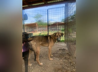 ♥KASPER♥ verschmuster, sehr menschenbezogener Rüde; er möchte so gerne die Welt kennenlernen 62 cm