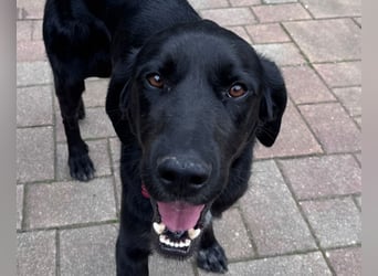 ♥OBELIX♥ neu auf Pflegestelle bei Köln - verschmuster, wahnsinnig toller Traumhund 62 cm