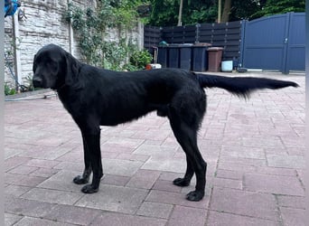 ♥OBELIX♥ neu auf Pflegestelle bei Köln - verschmuster, wahnsinnig toller Traumhund 62 cm